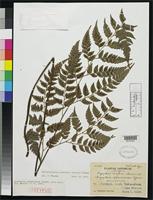 Isotype of Dryopteris sphaerosora Tagawa, M. 1934 [family DRYOPTERIDACEAE]