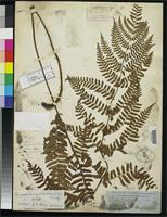 Holotype of Aspidium erythrosorum Eaton, D.C. 1856 [family TECTARIACEAE]