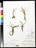 Isotype of Isoetes tuerckheimii Brause, G. 1912 [family ISOETACEAE]