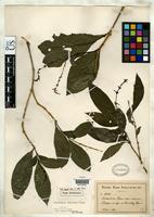 Isosyntype of Odontonema brevipes Urban, I. 1912 [family ACANTHACEAE]