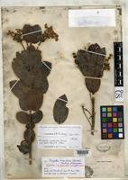 Isotype of Rondeletia correifolia Grisebach, A.H.R. 1866 [family RUBIACEAE]