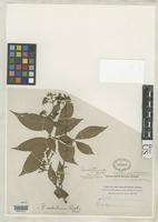 Filed as Rondeletia ovata Rusby, H.H. 1920 [family RUBIACEAE]