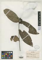 Isotype of Ixora myrtifolia Smith, A.C. 1936 [family RUBIACEAE]