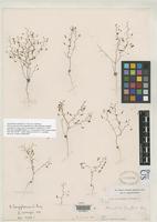 Filed as Nemacladus longiflorus Gray, A. 1877 [family CAMPANULACEAE]