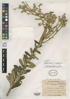 Isosyntype of Vernonia cognata var. cinerascens Baker, J.G. 1873 [family ASTERACEAE]