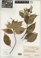 Isotype of Mussaenda raiateensis Moore, J.W. 1933 [family RUBIACEAE]