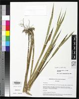 Isotype of Neurolepis nana Clark, L.G. 1996 [family POACEAE]