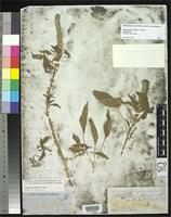 Type of Amaranthus palmeri Watson, S. 1877 [family AMARANTHACEAE]