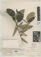 Isotype of Belotia galeottii Turczaninow, P.K.N. 1846 [family TILIACEAE]