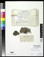 Holotype of Cladonia atlantica f. microphylla Evans, A.W. 1944 [family CLADONIACEAE]