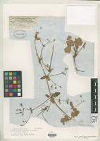 Filed as Erodium glaucophyllum var. trilobum Brumhard, P. 1906 [family GERANIACEAE]