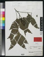 Isotype of Elattostachys rubrofructus Adema, F. 1991 [family SAPINDACEAE]