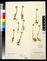 Saxifraga hirculus L. [family SAXIFRAGACEAE]