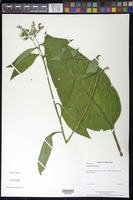 Symphytum officinale L. [family BORAGINACEAE]