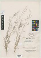 Isosyntype of Aristida scabrivalvis Hackel, E. 1906 [family POACEAE]