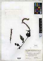 Isotype of Brachystephanus africanus var. madagascariensis Figueiredo, E. 1996 [family ACANTHACEAE]