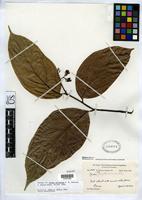 Isotype of Cordia protracta Johnston, I.M. 1940 [family BORAGINACEAE]