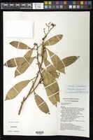 Mangifera monandra Merr. [family ANACARDIACEAE]
