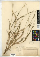 Isotype of Perotis patens Gandoger, M. 1920 [family POACEAE]