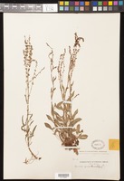 Rumex acetosella L. [family POLYGONACEAE]