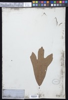 Quercus imbricaria Michx. [family FAGACEAE]
