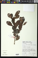 Filed as Psidium cattleianum Sabine [family MYRTACEAE]