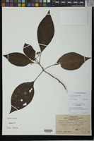 Isotype of Abramsia trichotoma Gillespie [family RUBIACEAE]