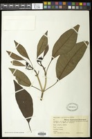 Euphorbia pulcherrima Willd. ex Klotzsch [family EUPHORBIACEAE]