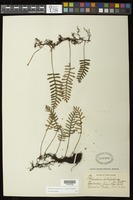 Pleopeltis polypodioides (L.) E.G. Andrews & Windham [family POLYPODIACEAE]