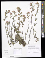 Castilleja coccinea (L.) Spreng. [family SCROPHULARIACEAE (OROBANCHACEAE)]