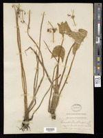 Limnophyton obtusifolium (L.) Miq. [family ALISMATACEAE]