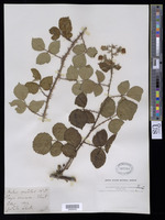 Rubus vestitus Weihe [family ROSACEAE]
