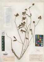 Isosyntype of Trifolium berytheum Boissier, P.E. & Blanche, E. 1856 [family FABACEAE]