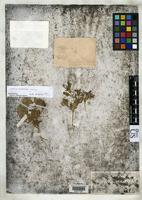 Holotype of Oryctes nevadensis Watson, S. 1871 [family SOLANACEAE]