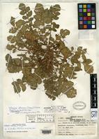 Isotype of Solanum acaule var. albicans Ochoa, C. 1960 [family SOLANACEAE]