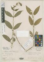 Isotype of Stachys clingmanii Small, J.K. 1903 [family LAMIACEAE]