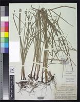 Isotype of Cyperus semifertilis Blake, S.T. 1939(1940) [family CYPERACEAE]