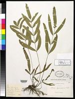 Filed as Pteris formosana Baker, J.G. 1885 [family PTERIDACEAE]