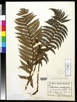Isosyntype of Aspidium montevidense f. squamulosum Hieronymus, G.H.E. 1896 [family TECTARIACEAE]