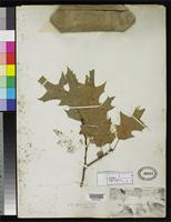 Isosyntype of Quercus coccinea var. microcarpa Torrey, J. 1859 [family FAGACEAE]