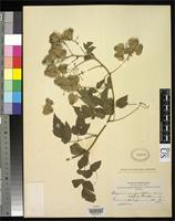 Syntype of Serjania confertiflora var. dasycephala Radlkofer, L.A.T. 1896 [family SAPINDACEAE]