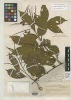 Isotype of Paullinia acuminata Uittien, H. 1937 [family SAPINDACEAE]