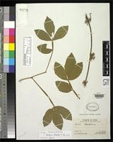 Isotype of Paullinia hemiptera Simpson, D.R. 1976 [family SAPINDACEAE]