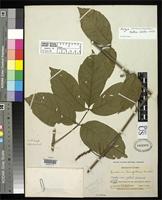 Isotype of Paullinia simulans Macbride, J.F. 1956 [family SAPINDACEAE]
