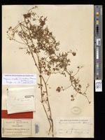 Syntype of Urvillea dissecta S. Watson [family SAPINDACEAE]