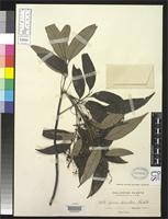 Isosyntype of Guioa discolor Radlkofer, L.A.T. 1913 [family SAPINDACEAE]