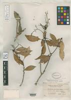 Isotype of Mangifera parvifolia Merrill, E.D. 1922 [family ANACARDIACEAE]