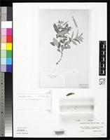 Filed as Acalypha uleana Smith, L.B. & Downs, R.J. 1971 [family EUPHORBIACEAE]