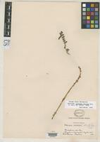 Holotype of Villadia stricta Rose, J.N. 1905 [family CRASSULACEAE]