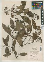 Isotype of Photinia schneideriana Rehder, A. & Wilson, E.H. 1912 [family ROSACEAE]